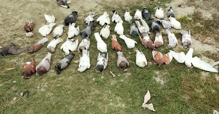 হত্যা করা কবুতরগুলোর ছবি